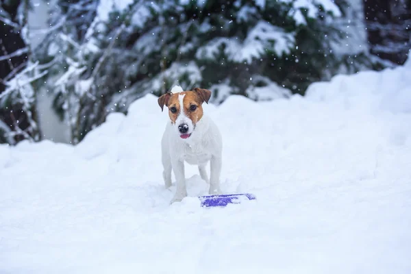 冬天在户外杰克罗素狗 — 图库照片