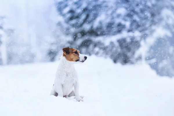 Jack Russell dog outdoors in winter — Stock Photo, Image