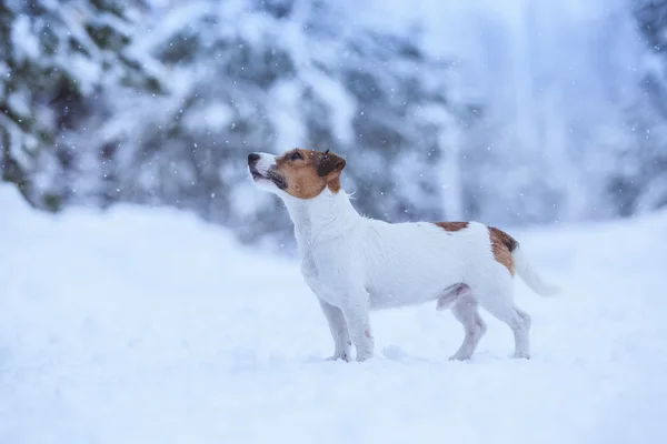 Jack Russell cane all'aperto in inverno — Foto Stock