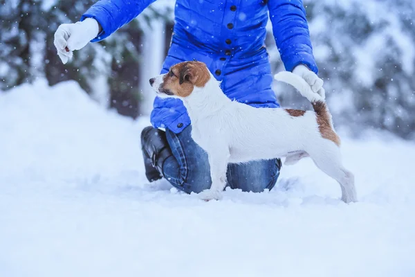 Jack Russell köpek Kışın açık havada — Stok fotoğraf