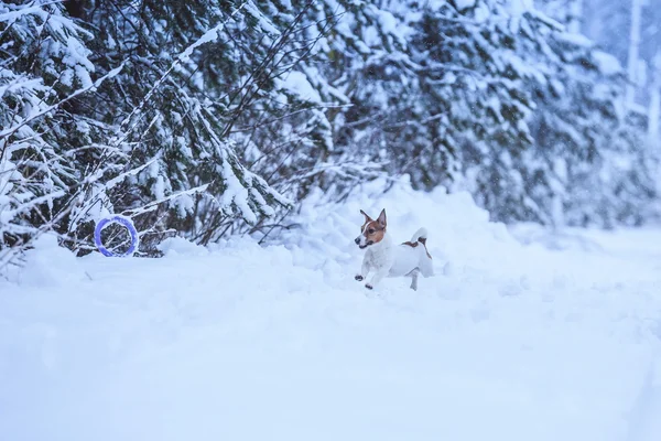 Jack Russell cão ao ar livre no inverno — Fotografia de Stock