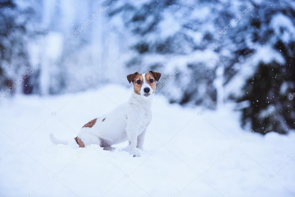 Jack Russell dog outdoors in winter