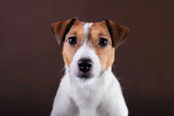 Jack russell pies — Zdjęcie stockowe
