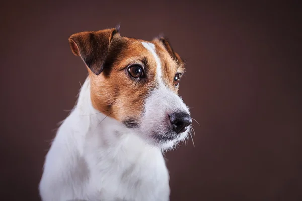 Jack Russell perro — Foto de Stock