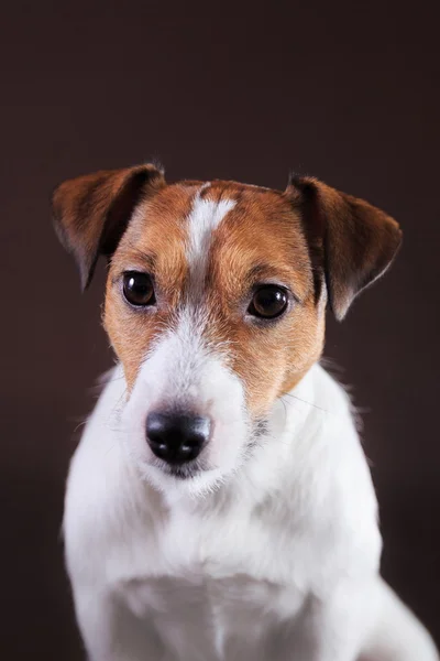 Jack Russell cão — Fotografia de Stock