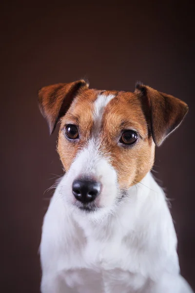 Jack Russell Hund — Stockfoto