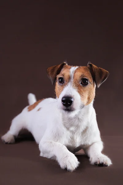 Jack russell hond — Stockfoto