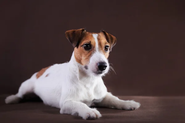 Jack Russell köpek — Stok fotoğraf