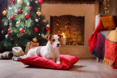 Jack Russell köpek Noel ve yeni yıl
