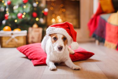 Jack Russell köpek Noel ve yeni yıl