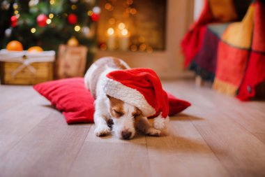 Jack Russell köpek Noel ve yeni yıl