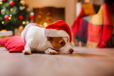 Jack Russell köpek Noel ve yeni yıl