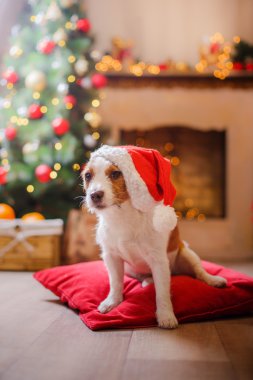 Jack Russell köpek Noel ve yeni yıl