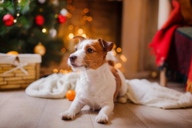 Jack Russell köpek Noel ve yeni yıl