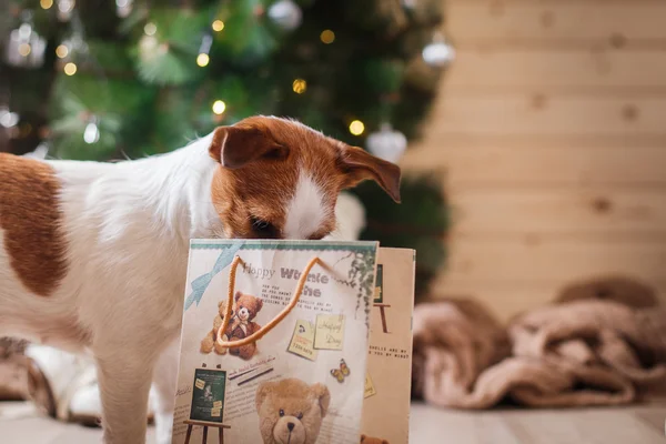 Jack Russell kutya a karácsony és újév — Stock Fotó