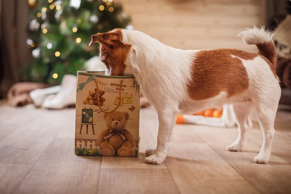 Jack Russell cão no Natal e Ano Novo — Fotografia de Stock