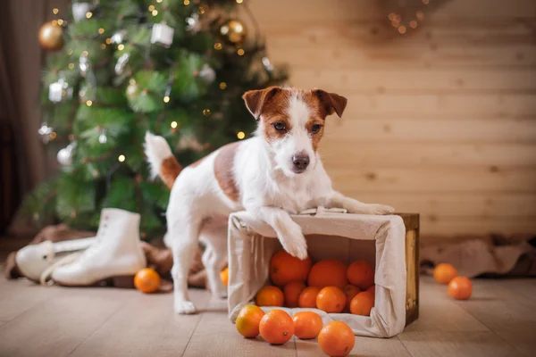 Jack Russell hond bij de kerst en Nieuwjaar — Stockfoto