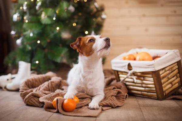 Jack Russell hond bij de kerst en Nieuwjaar — Stockfoto