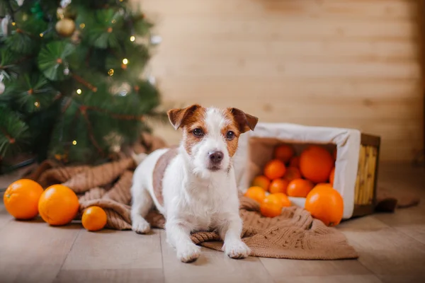 Jack Russell hond bij de kerst en Nieuwjaar — Stockfoto