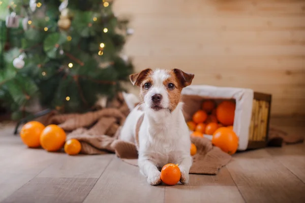 Jack Russell dog at the Christmas and New Year — Stock Photo, Image
