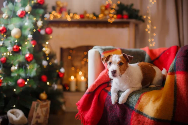 クリスマスと新年にジャック ラッセル犬 — ストック写真