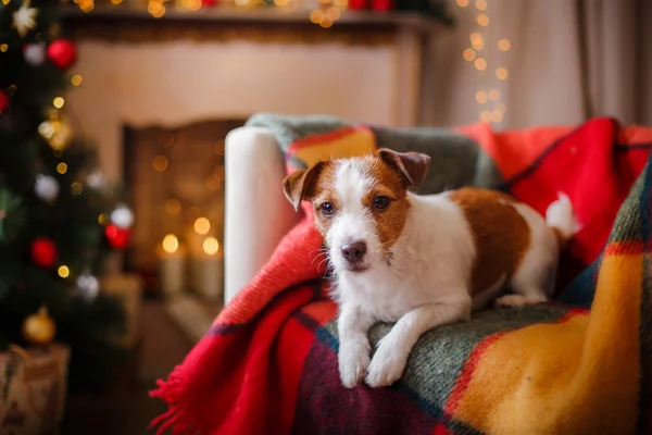 Jack Russell köpek Noel ve yeni yıl — Stok fotoğraf