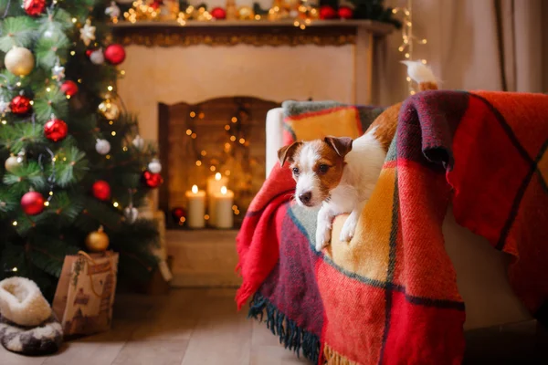 Jack Russell Hund an Weihnachten und Neujahr — Stockfoto