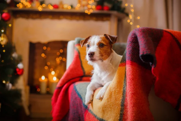 Jack Russell Hund an Weihnachten und Neujahr — Stockfoto