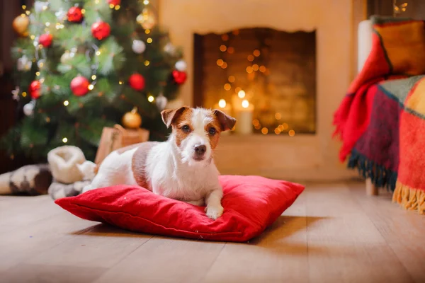 Chien Jack Russell à Noël et au Nouvel An — Photo