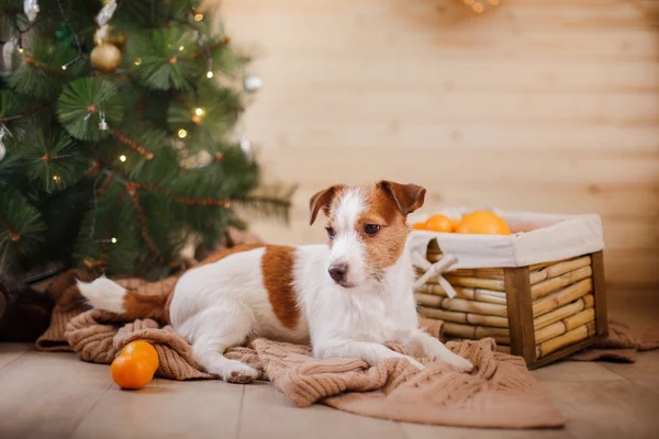 Jack Russell kutya a karácsony és újév — Stock Fotó