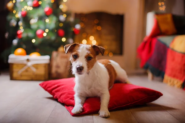 Jack Russell kutya a karácsony és újév — Stock Fotó