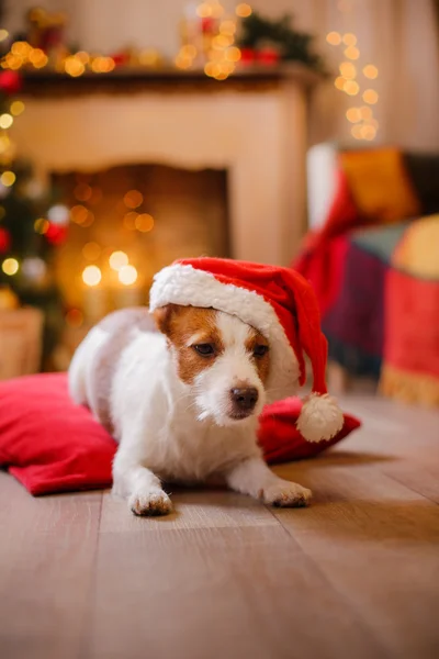 Jack Russell hund vid jul och nyår — Stockfoto