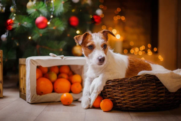 在圣诞节和新年的杰克罗素狗 — 图库照片