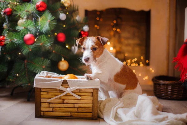 Chien Jack Russell à Noël et au Nouvel An — Photo