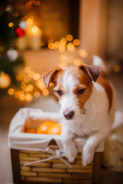 Jack Russell köpek Noel ve yeni yıl — Stok fotoğraf