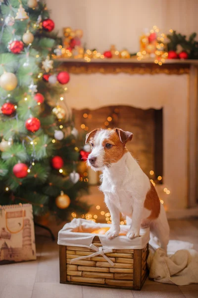 Jack Russell cão no Natal e Ano Novo — Fotografia de Stock