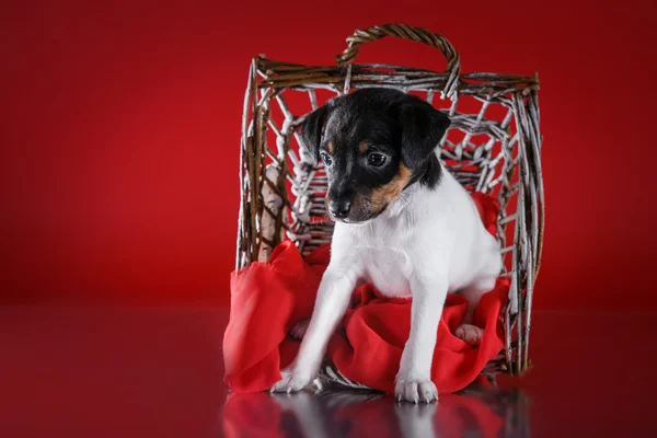 Raça cão brinquedo raposa terrier cachorro — Fotografia de Stock