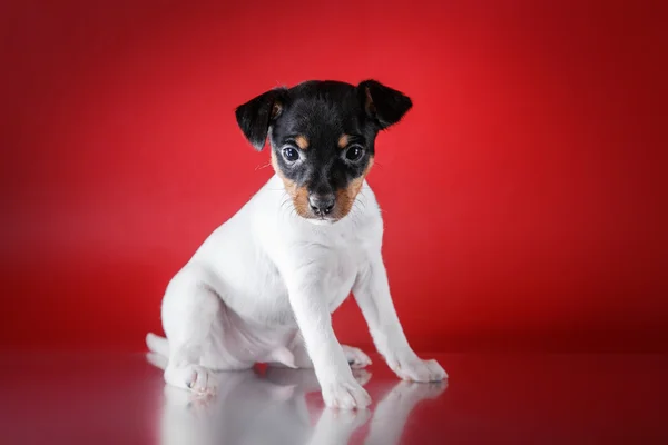 Raça cão brinquedo raposa terrier cachorro — Fotografia de Stock