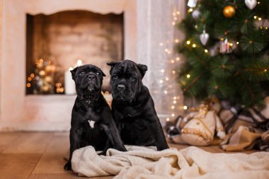 Köpek doğurmak Cane Corso köpek yavrusu