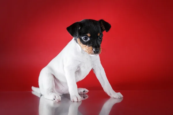 Raça cão brinquedo raposa terrier cachorro — Fotografia de Stock