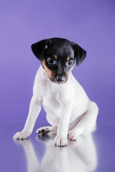 Perro raza juguete zorro terrier cachorro — Foto de Stock