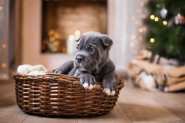 Pies rasy Cane Corso szczeniak — Zdjęcie stockowe