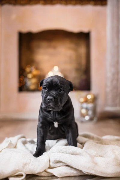 Dog breed Cane Corso puppy — Stock Photo, Image