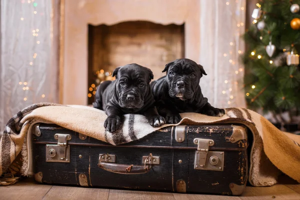 Caza de perro Cane Corso cachorro —  Fotos de Stock