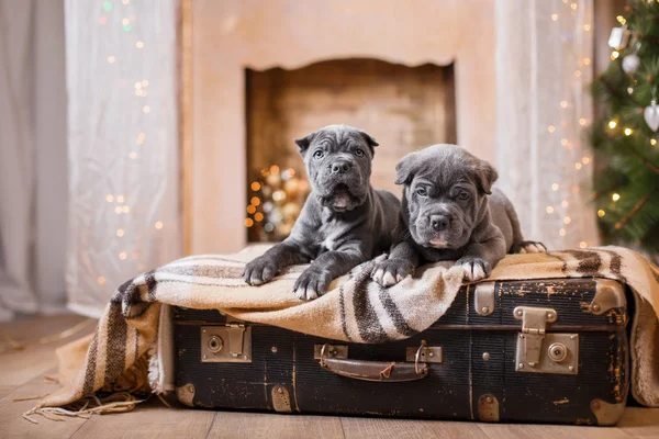 Pies rasy Cane Corso szczeniak — Zdjęcie stockowe