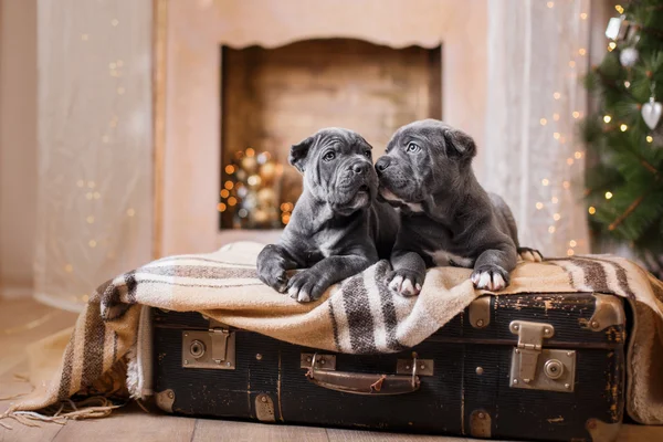 Dog breed Cane Corso puppy — Stock Photo, Image