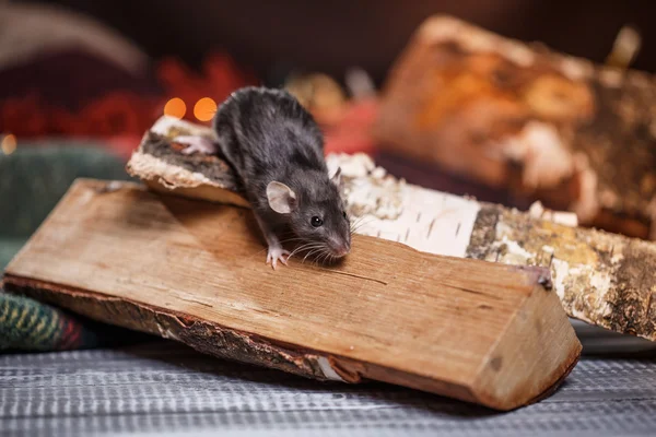 Brown  domestic rat — Stock Photo, Image