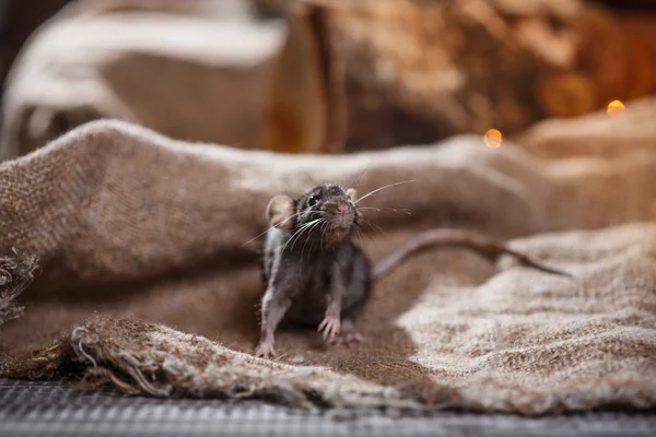 Brązowy szczur domowych — Zdjęcie stockowe