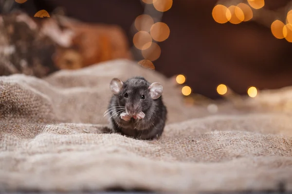 Rato doméstico castanho — Fotografia de Stock