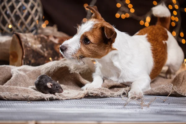 Brown domestic rat and dogs Jack Russell Terrier — Stock Photo, Image